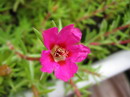 moss rose